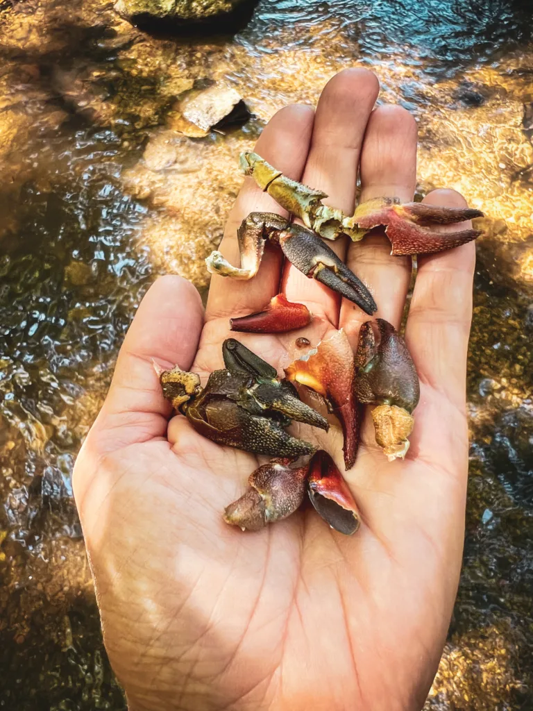 Eine Hand hält eine Sammlung von kleinen Krabbenscheren, im Hintergrund fließt ein klarer Bach über Steine.